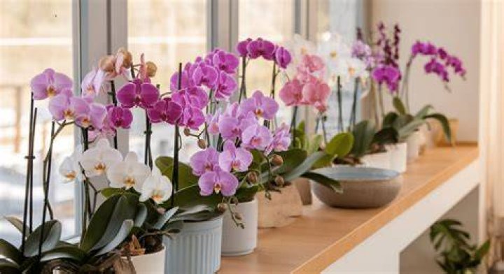 Do orchids taste good